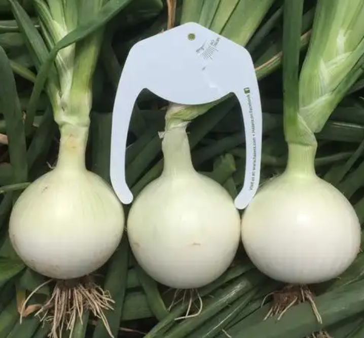 garlic and onion powder